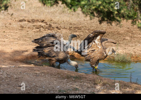 Gruppo di avvoltoi bere su un laghetto Foto Stock