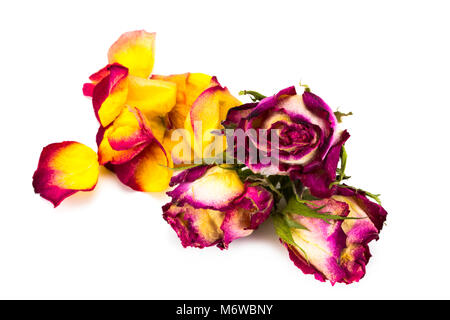 Essiccati fiori e boccioli di rosa isolato su sfondo bianco. Foto Stock