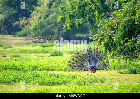 Pavone o Pavo cristatus Foto Stock