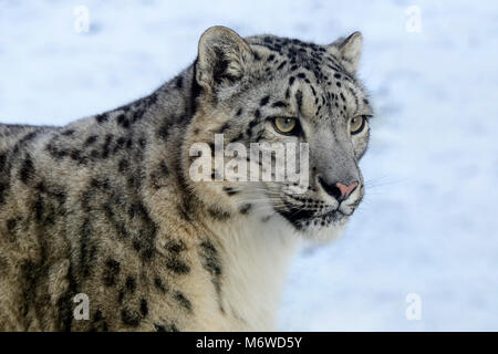 Captive snow leopard (Panthera uncia) a Highland Wildlife Park, Kincraig, Kingussie, Scotland, Regno Unito Foto Stock