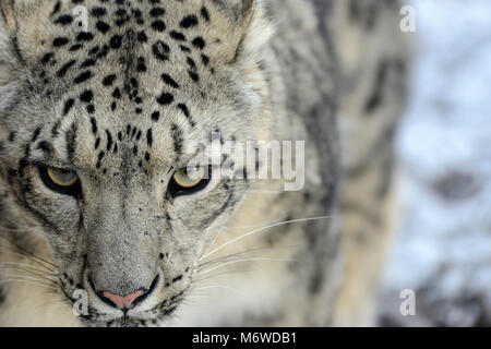 Captive snow leopard (Panthera uncia) a Highland Wildlife Park, Kincraig, Kingussie, Scotland, Regno Unito Foto Stock