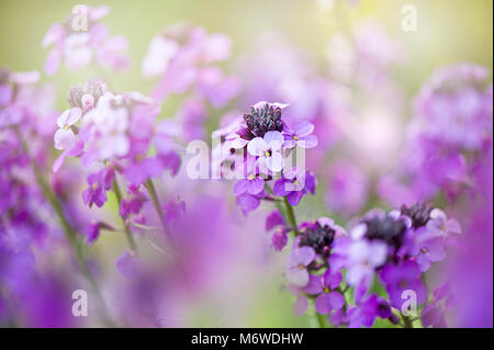 Close-up immagine della fioritura di primavera fiori viola di Erysimum "Bowles Malva dell' - violaciocca "Bowles Malva dell' Foto Stock