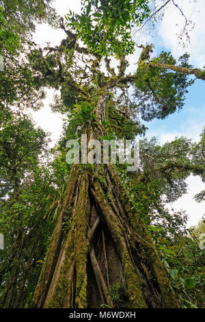 Strangler Fig che cresce su un vecchio albero nella Monteverde Cloud Forest in Costa Rica Foto Stock