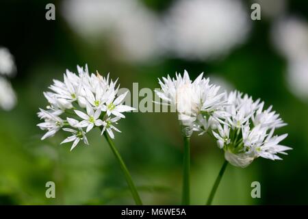 Ramson fioritura Foto Stock