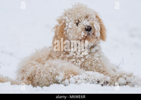 Cucciolo Cockapoo giocando in un nuovo strato di neve per la sua prima volta. Foto Stock