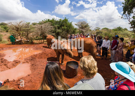 I turisti a guardare come capretti elefanti orfani giocare al David Sheldrick Wildlife Trust, Nairobi, Kenia Foto Stock