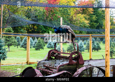 Peacock su antiche attrezzature agricole Foto Stock