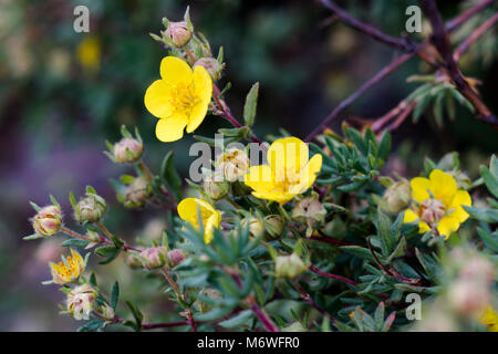 Renoncules in fiore Foto Stock