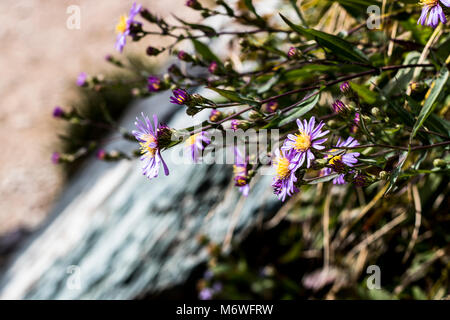 Viola coltivazione di fiori di campo accanto a una cascata Foto Stock