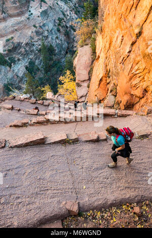 Gli escursionisti a angeli pista di atterraggio, Walters Wiggles switchbacks vicino Scout Lookout, Parco Nazionale Zion, Utah, Stati Uniti d'America Foto Stock