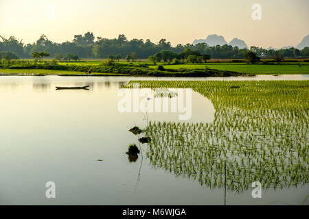 Il paesaggio agricolo con una piantagione di riso in un campo irrigato Foto Stock