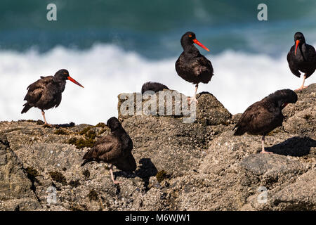 Nero (Oystercatchers Haematopus bachmani) appoggiato sulla costa rocciosa della Pt Reyes National Seashore, California, Stati Uniti d'America. Foto Stock