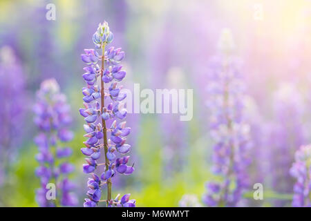 Fioritura di Fiori di lupino. Un campo di lupini. La luce del sole splende sulle piante. Molla di viola e fiori d'estate. Dolci colori caldi, sfondo sfocato. Foto Stock