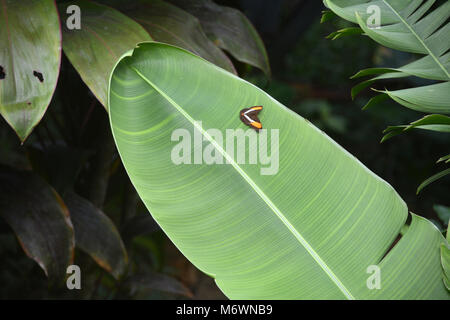 Un Adelpha fessonia butterfly arroccato su una pianta tropicale nella foresta pluviale nel Parco Nazionale di Corcovado, sulla penisola di Osa in Costa Rica. Foto Stock