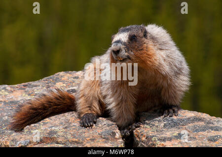 La marmotta, il Parco Nazionale di Banff, Alberta, Canada Foto Stock