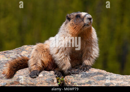 La marmotta, il Parco Nazionale di Banff, Alberta, Canada Foto Stock