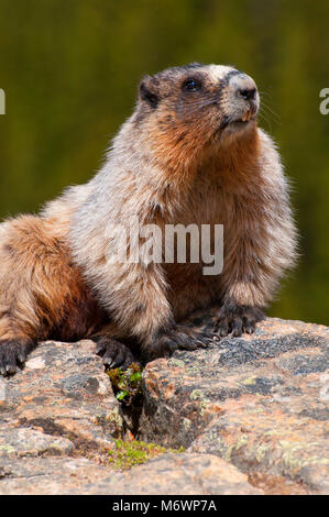 La marmotta, il Parco Nazionale di Banff, Alberta, Canada Foto Stock