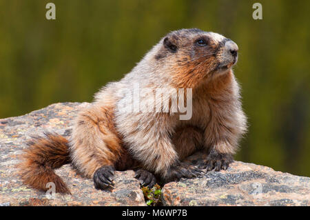 La marmotta, il Parco Nazionale di Banff, Alberta, Canada Foto Stock