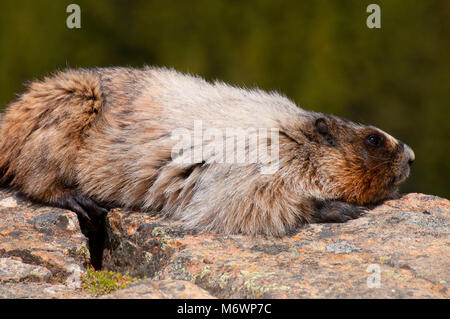 La marmotta, il Parco Nazionale di Banff, Alberta, Canada Foto Stock