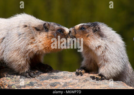 La marmotta, il Parco Nazionale di Banff, Alberta, Canada Foto Stock