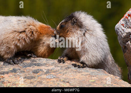 La marmotta, il Parco Nazionale di Banff, Alberta, Canada Foto Stock