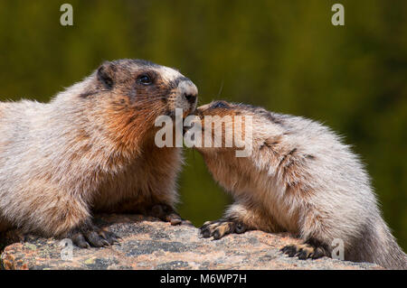 La marmotta, il Parco Nazionale di Banff, Alberta, Canada Foto Stock