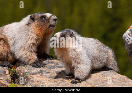 La marmotta, il Parco Nazionale di Banff, Alberta, Canada Foto Stock