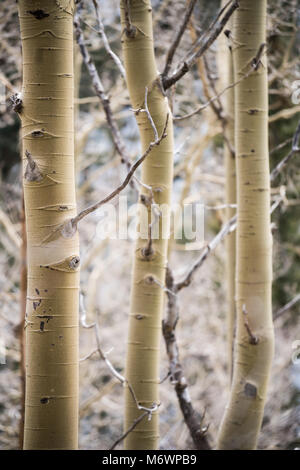 Tre bianchi aspen alberi in un grande boschetto di Santa Fe, New Mexico durante un tempo di primavera mattina Foto Stock