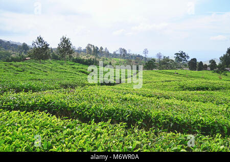 La piantagione di tè in Ciater, Subang, West Java Foto Stock