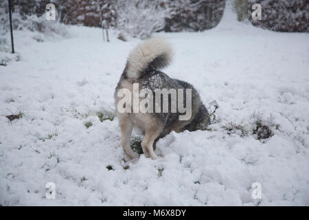Husky fondo sporgente di una neve foro riempito, Husky di scavare un buco nella neve in un giorno di neve in Inghilterra Foto Stock
