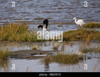 Pavoncella, Vanellus vanellus, volando sopra La Palude Salata, Morecambe Bay, England, Regno Unito Foto Stock