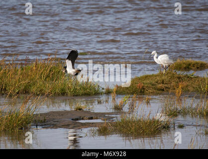 Pavoncella, Vanellus vanellus, volando sopra La Palude Salata, Morecambe Bay, England, Regno Unito Foto Stock