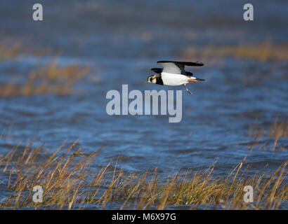 Pavoncella, Vanellus vanellus, volando sopra La Palude Salata, Morecambe Bay, England, Regno Unito Foto Stock