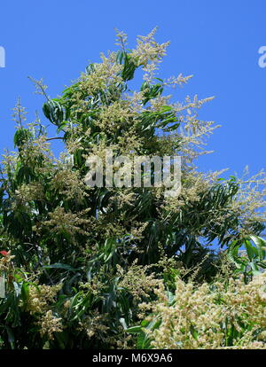Il Mango Tree in fiore, Budaiya, Regno del Bahrein Foto Stock