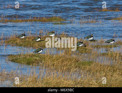 Pavoncella, Vanellus vanellus, sono ' appollaiati sulla Palude Salata, Morecambe Bay, England, Regno Unito Foto Stock