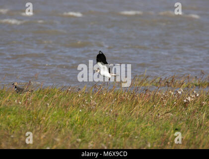 Pavoncella, Vanellus vanellus, volando sopra La Palude Salata, Morecambe Bay, England, Regno Unito Foto Stock