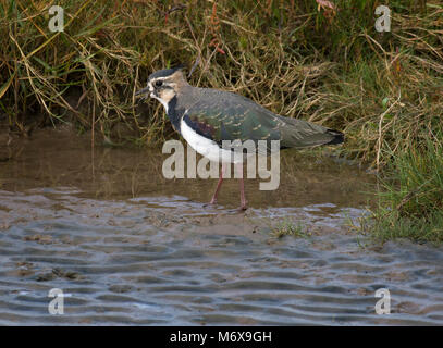 Pavoncella, Vanellus vanellus, rovistando nella sabbia bagnata sulla baia di Morecambe, England, Regno Unito Foto Stock