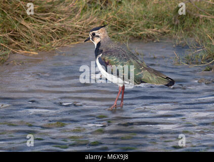 Pavoncella, Vanellus vanellus, rovistando nella sabbia bagnata sulla baia di Morecambe, England, Regno Unito Foto Stock