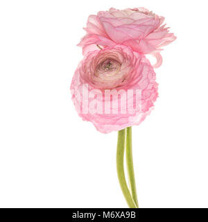 Pink Ranunculus asiaticus isolato su uno sfondo bianco Foto Stock