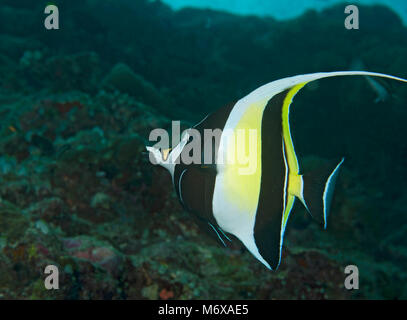 Idolo moresco, Zanclus cornutus, nuoto oltre il reef delle Maldive, Oceano Indiano Foto Stock