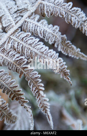 Primo piano di bracken fern (Pteridium) coperto di gelo in Inghilterra Foto Stock