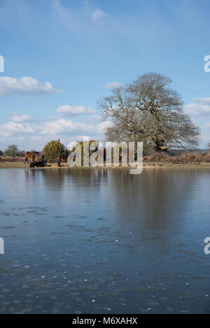 Un Mogshade Congelato stagno nel New Forest, Hampshire, Regno Unito Foto Stock