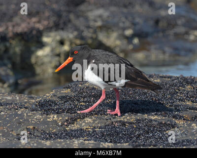 Pied Oystercatcher Haematopus longirostris. Coles Bay Tasmania Foto Stock