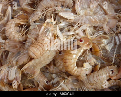 Squilla mantis per la vendita in un greco mercato del pesce. Squilla mantis è una specie di canocchia trovati Nello shallow zone costiere del Mare Mediterraneo. Foto Stock