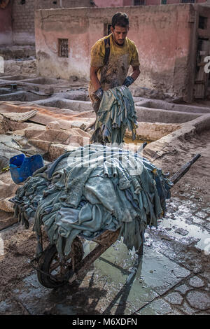 Un marocchino uomo che porta il gocciolamento pelli cuoio dal chimico e vasche di tintura ad una ruota di Barrow. La conceria si trova a Marrakesh, Marocco. Foto Stock