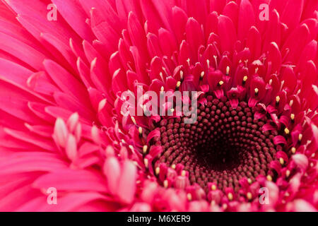 Gigante rosa rossa daisy - Gerbera L. è un genere di piante Asteraceae. È stato così chiamato in onore di tedesco botanico e medico Traugott Gerber Foto Stock
