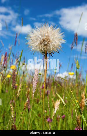 Tarassaco gigante in una giornata di sole Foto Stock