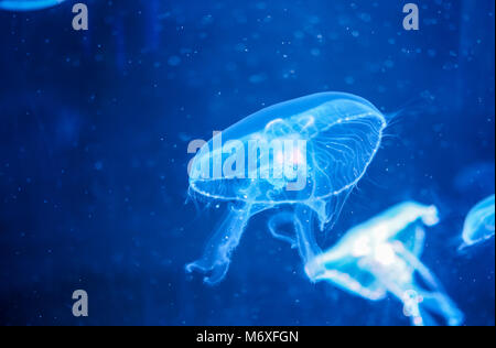 Medusa nella luce blu Foto Stock