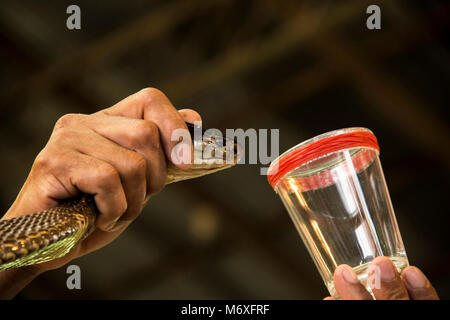 Snake avvelenamento del sistema nervoso. Visualizza demo rolling velenosi del serpente cobra siamese ( Naja kaouthia ) . A titolo cattura forzata a mordere un bicchiere da expe Foto Stock