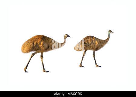 Due emu, Dromaius novaehollandiae, passeggiate, isolati su sfondo bianco.L'EMU è il simbolico uccello nazionale dell'Australia. Essa vive nelle praterie e savane dell intero territorio australiano. Vista laterale Foto Stock